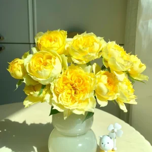 Sunny Antike Rose Live Plant - Fragrant Cut Flower Bush, 120 cm Tall, Zones 5-9 - Image 3