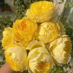 Sunny Antike Rose Live Plant - Fragrant Cut Flower Bush, 120 cm Tall, Zones 5-9 - Image 4