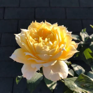 Sunny Antike Rose Live Plant - Fragrant Cut Flower Bush, 120 cm Tall, Zones 5-9 - Image 5