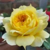 Sunny Antike Rose Live Plant - Fragrant Cut Flower Bush, 120 cm Tall, Zones 5-9 - Image 1