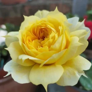 Sunny Antike Rose Live Plant - Fragrant Cut Flower Bush, 120 cm Tall, Zones 5-9 - Image 1