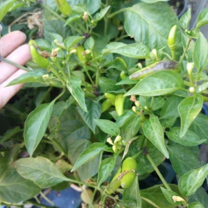 Super Chili Pepper Live Plant – 1 Gallon Pot – 40,000-50,000 SHU - Image 1