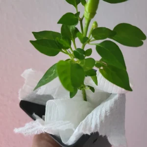 Super Chili Pepper Live Plant - Early & Hot - 2.5 inch Pot - Image 2