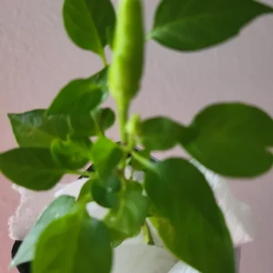 Super Chili Pepper Live Plant - Early & Hot - 2.5 inch Pot - Image 3