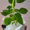 Super Chili Pepper Live Plant - Early & Hot - 2.5 inch Pot - Image 1