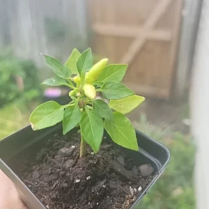 Super Chili Pepper Live Plant - Vegetable Houseplant - Full Sun - Image 3