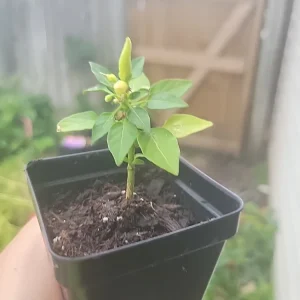 Super Chili Pepper Live Plant - Vegetable Houseplant - Full Sun - Image 4
