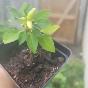 Super Chili Pepper Live Plant - Vegetable Houseplant - Full Sun - Image 6