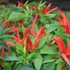 Super Chili Pepper Live Plant - Vegetable Houseplant - Full Sun - Image 1