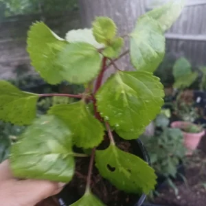 Swedish Ivy Live Plant – Plectranthus – Easy Care Indoor Houseplant - Image 2
