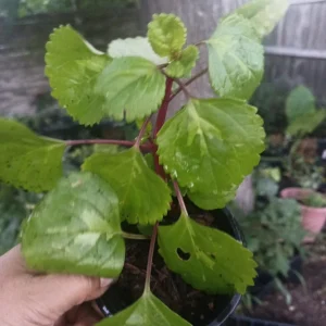 Swedish Ivy Live Plant – Plectranthus – Easy Care Indoor Houseplant - Image 3