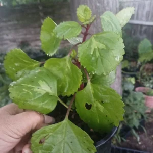 Swedish Ivy Live Plant – Plectranthus – Easy Care Indoor Houseplant - Image 4