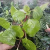 Swedish Ivy Live Plant – Plectranthus – Easy Care Indoor Houseplant - Image 1