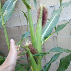 Sweet Corn Live Plants - 3 White & Yellow Corn Seedlings for Garden - Image 2