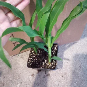 Sweet Corn Live Plants - 3 White & Yellow Corn Seedlings for Garden - Image 3