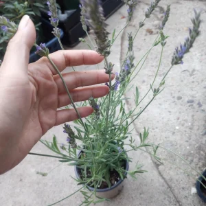 Sweet Lavender Live Plant – 6 Inch Pot – Fragrant Outdoor Perennial - Image 2