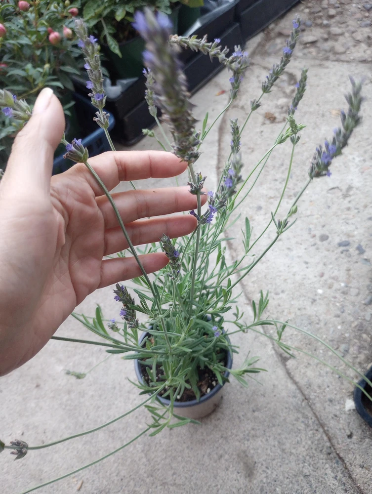 Sweet Lavender Live Plant – 6 Inch Pot – Fragrant Outdoor Perennial - Image 2