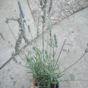 Sweet Lavender Live Plant – 6 Inch Pot – Fragrant Outdoor Perennial - Image 3