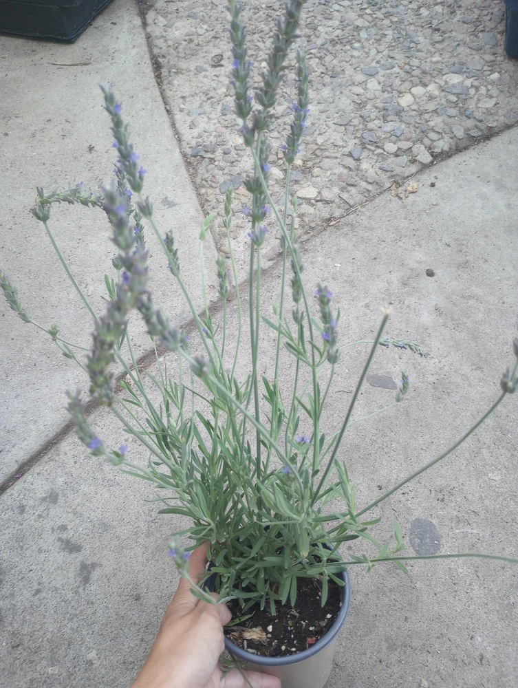 Sweet Lavender Live Plant – 6 Inch Pot – Fragrant Outdoor Perennial - Image 3