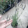 Sweet Lavender Live Plant – 6 Inch Pot – Fragrant Outdoor Perennial - Image 1