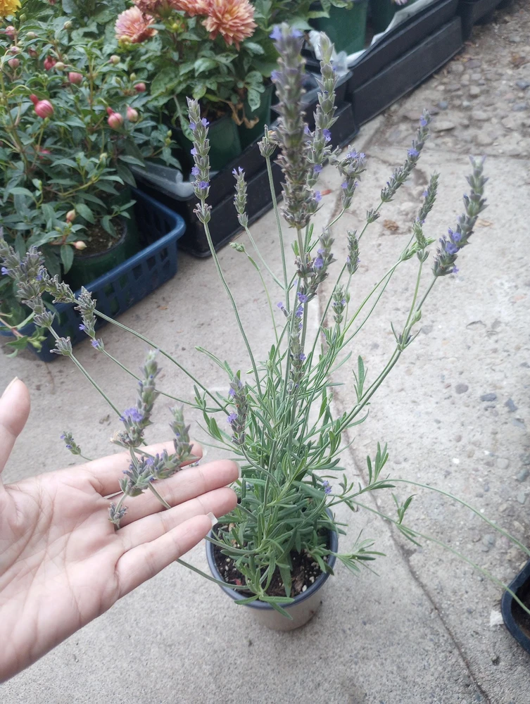 Sweet Lavender Live Plant – 6 Inch Pot – Fragrant Outdoor Perennial - Image 1
