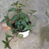 Sweet Pear Mint Live Plant – 4 inch Pot – Culinary Herb for Indoor/Outdoor - Image 1