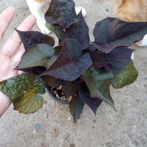 Sweet Potato Vine Black Heart Live Plant – 6 Inch Pot – Outdoor Ornamental - Image 1