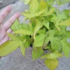 Sweet Potato Vine 'Lime Heart' Live Plant - 6 Inch Pot - Indoor/Outdoor - Image 1