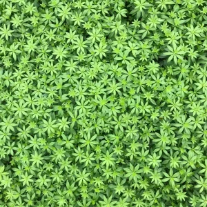 Sweet Woodruff Live Plant - Galium odoratum - Shade Groundcover - Starter Plant - Image 3