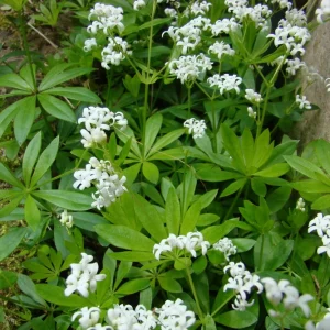 Sweet Woodruff Live Plant - Galium odoratum - Shade Groundcover - Starter Plant - Image 4