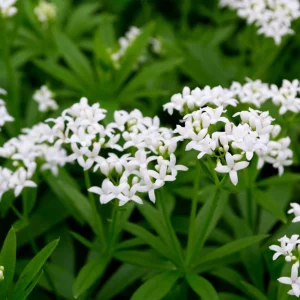 Sweet Woodruff Live Plant - Galium odoratum - Shade Groundcover - Starter Plant - Image 1