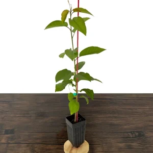 Sweetheart Cherry Tree Live Plant - Self-Fruitful Grafted Fruit Tree - Image 3
