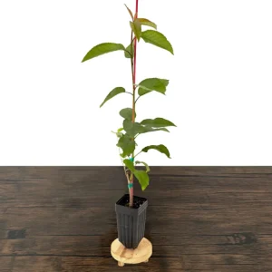Sweetheart Cherry Tree Live Plant - Self-Fruitful Grafted Fruit Tree - Image 6