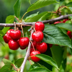 Sweetheart Cherry Tree Live Plant - Self-Fruitful Grafted Fruit Tree - Image 8