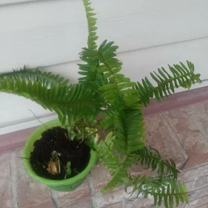 Sword Fern Live Plant – Air Purifying – Nephrolepis Exaltata – USDA 9-11 or Indoor - Image 1