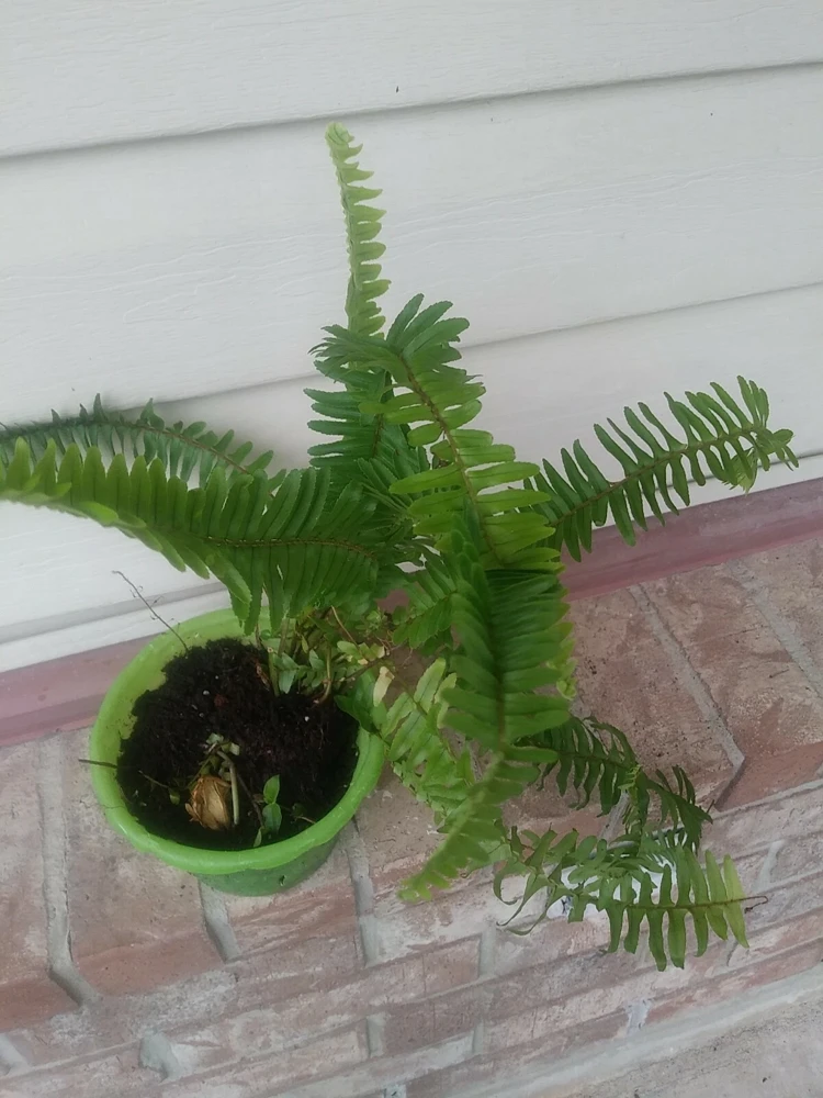 Sword Fern Live Plant – Air Purifying – Nephrolepis Exaltata – USDA 9-11 or Indoor - Image 1
