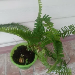 Sword Fern Live Plant – Air Purifying – Nephrolepis Exaltata – USDA 9-11 or Indoor - Image 2