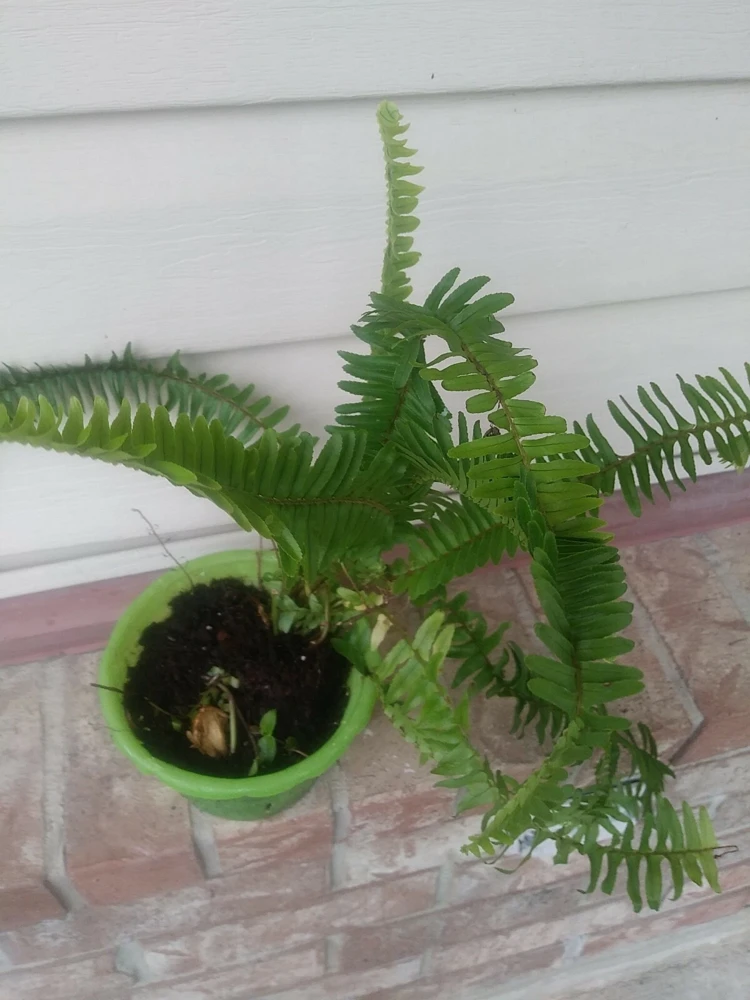 Sword Fern Live Plant – Air Purifying – Nephrolepis Exaltata – USDA 9-11 or Indoor - Image 2