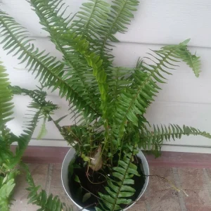 Sword Fern Live Plant – Air Purifying – Nephrolepis Exaltata – USDA 9-11 or Indoor - Image 3