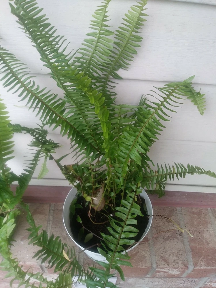 Sword Fern Live Plant – Air Purifying – Nephrolepis Exaltata – USDA 9-11 or Indoor - Image 3