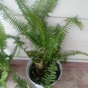 Sword Fern Live Plant – Air Purifying – Nephrolepis Exaltata – USDA 9-11 or Indoor - Image 4