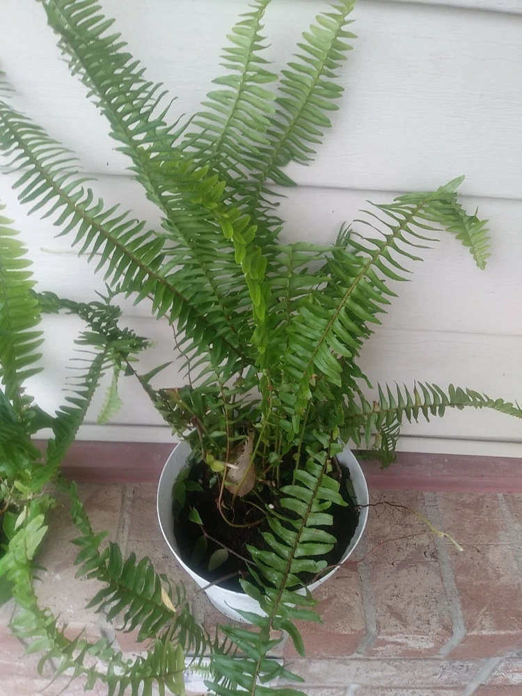 Sword Fern Live Plant – Air Purifying – Nephrolepis Exaltata – USDA 9-11 or Indoor - Image 4