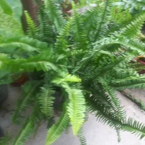 Sword Fern Live Plant – Air Purifying – Nephrolepis Exaltata – USDA 9-11 or Indoor - Image 5