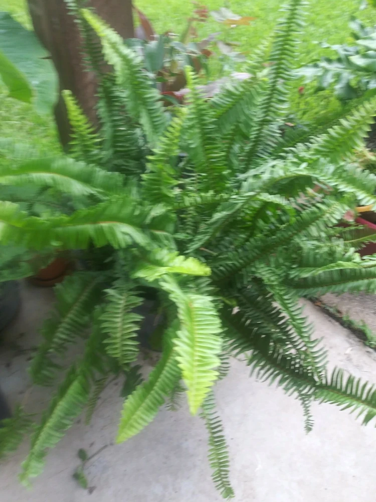 Sword Fern Live Plant – Air Purifying – Nephrolepis Exaltata – USDA 9-11 or Indoor - Image 5