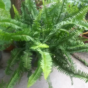 Sword Fern Live Plant – Air Purifying – Nephrolepis Exaltata – USDA 9-11 or Indoor - Image 6
