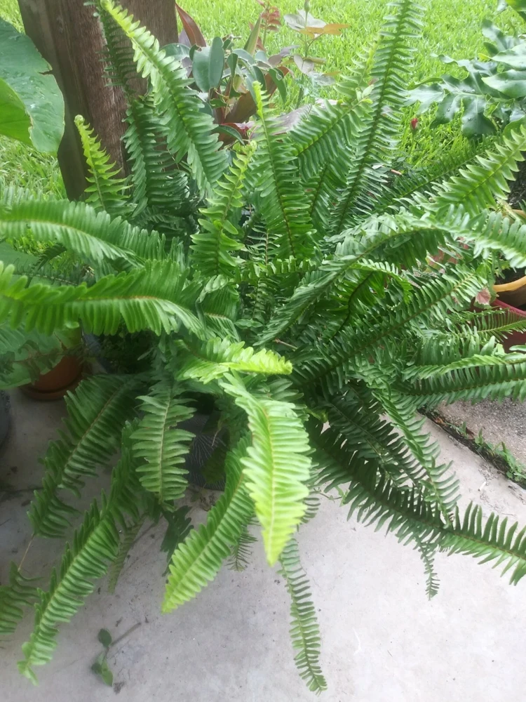 Sword Fern Live Plant – Air Purifying – Nephrolepis Exaltata – USDA 9-11 or Indoor - Image 6