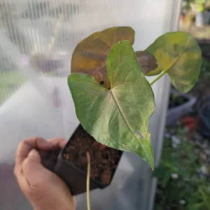 Syngonium Neon Robusta Live Plant - Pink Arrowhead Vine - Potted Houseplant - Image 2