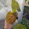 Syngonium Neon Robusta Live Plant - Pink Arrowhead Vine - Potted Houseplant - Image 1
