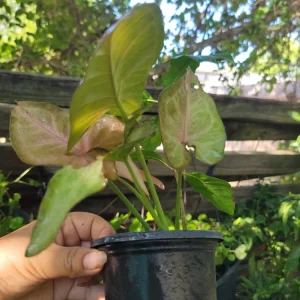 Syngonium Neon Robusta Pink Arrowhead Vine - Live Potted Houseplant - Image 2
