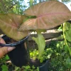 Syngonium Neon Robusta Pink Arrowhead Vine - Live Potted Houseplant - Image 1